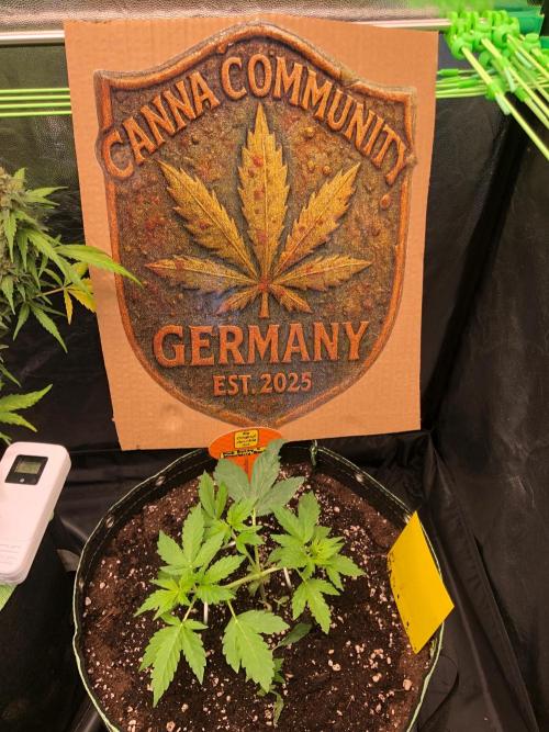 Pink Rozay x Strawberry Banana auto. Week 4