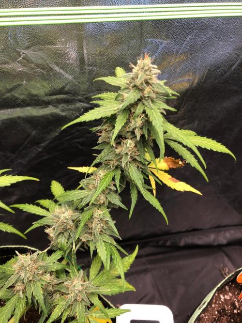 Gorilla Zkittles. Week 11