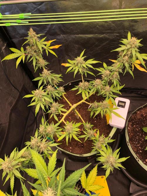Gorilla Zkittles. Week 11