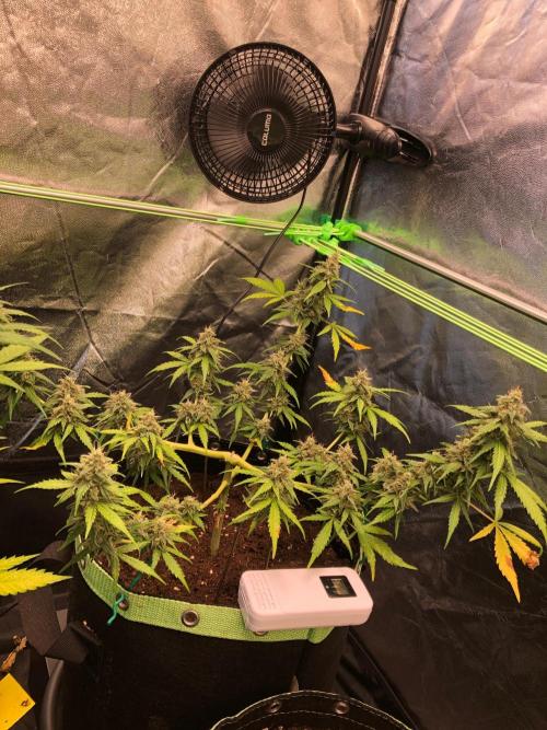Gorilla Zkittles. Week 11