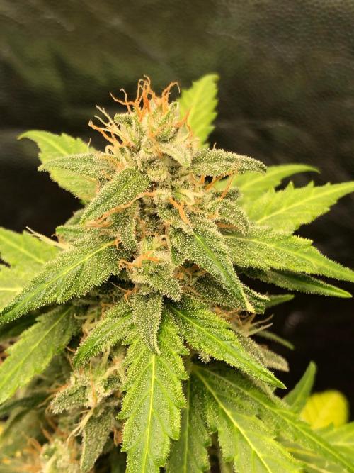 Gorilla Zkittles. Week 11