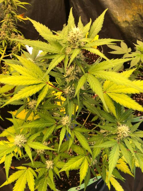 Strawberry Pie. Week 8