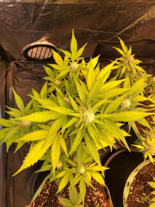 Strawberry Pie. Week 8