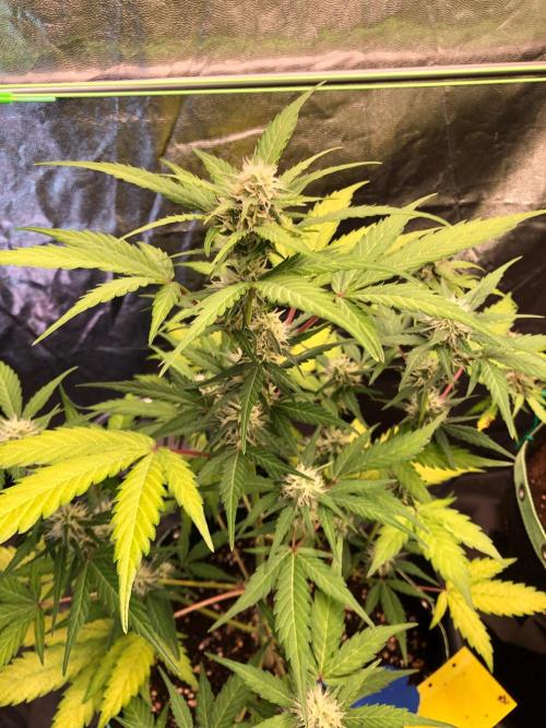 Strawberry Pie. Week 8