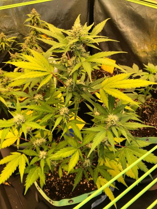 Strawberry Pie. Week 8