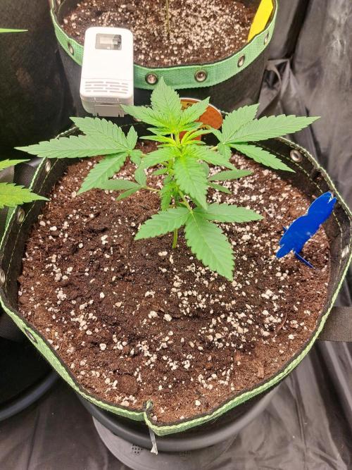 Twilight Zlush. Week 4
