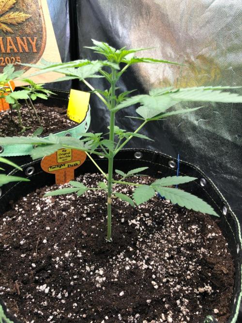 Twilight Zlush. Week 4