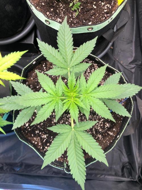 Twilight Zlush. Week 4