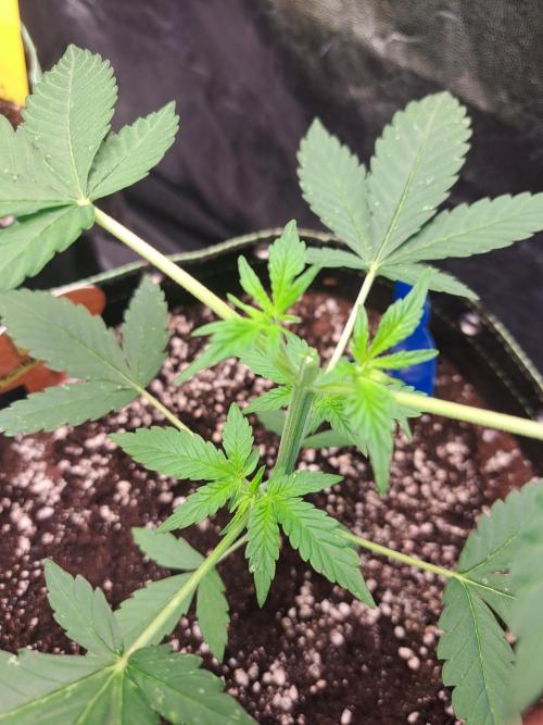 Twilight Zlush. Week 4