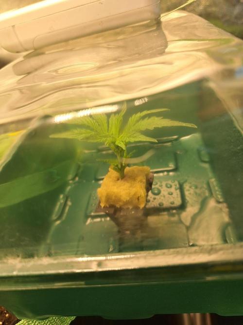 Twilight Zlush. Week 4