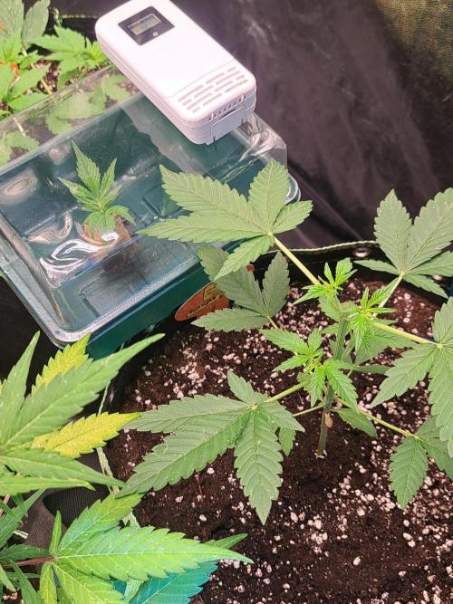 Twilight Zlush. Week 4