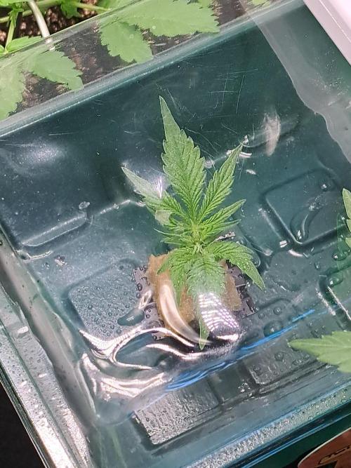 Twilight Zlush. Week 4