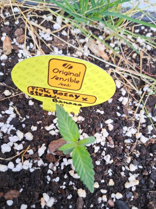 Auto outdoor. Week 1