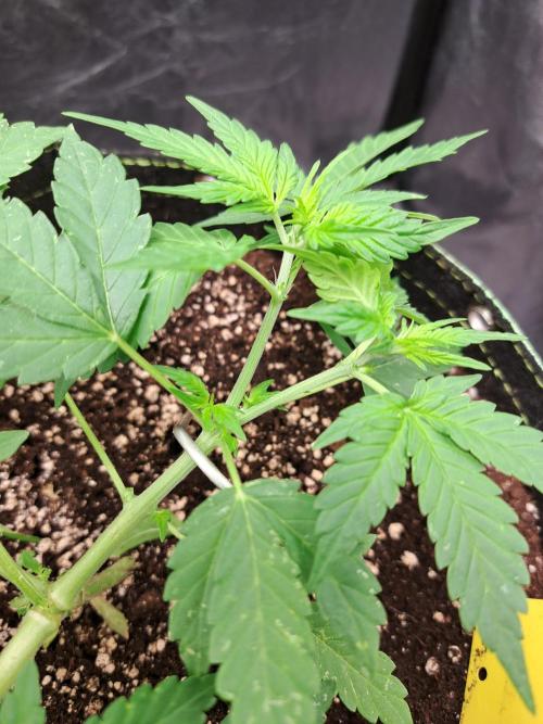 Pink Rozay x Strawberry Banana auto. Week 5