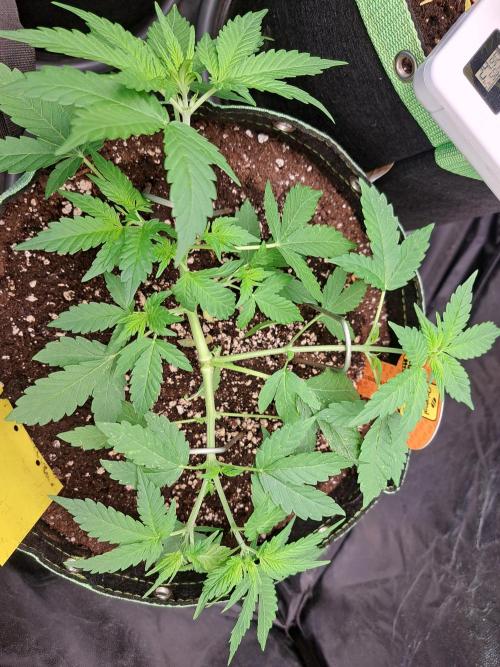 Pink Rozay x Strawberry Banana auto. Week 5