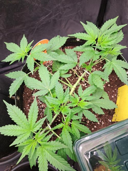 Pink Rozay x Strawberry Banana auto. Week 5