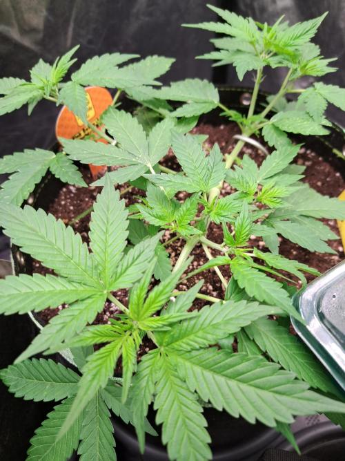Pink Rozay x Strawberry Banana auto. Week 5