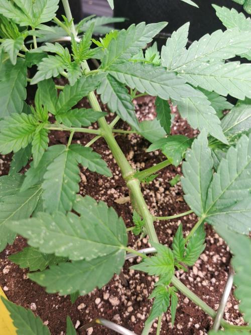 Pink Rozay x Strawberry Banana auto. Week 5