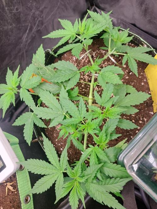 Pink Rozay x Strawberry Banana auto. Week 5