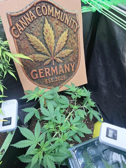 Pink Rozay x Strawberry Banana auto. Week 5