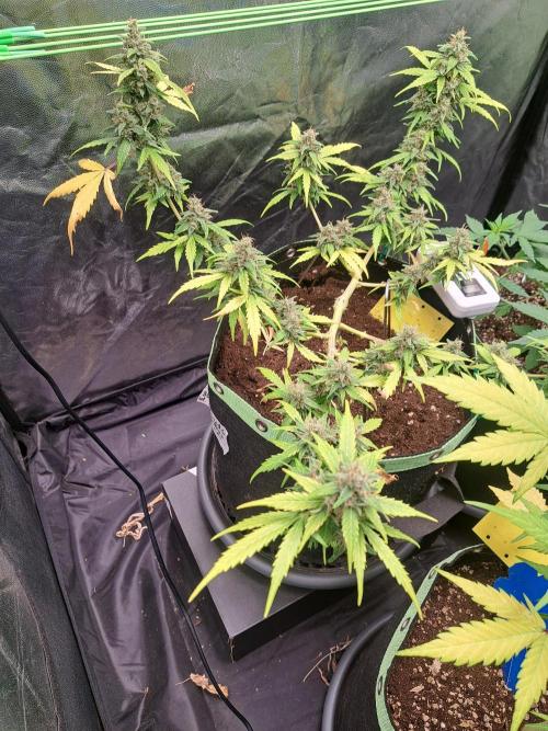 Gorilla Zkittles. Week 12