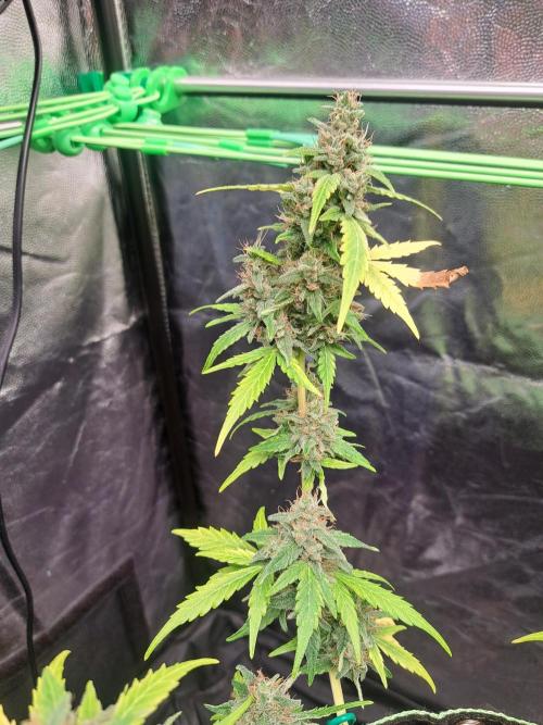 Gorilla Zkittles. Week 12