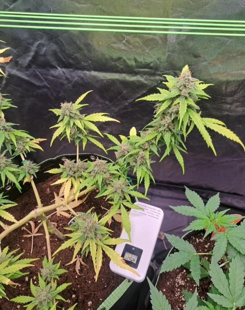 Gorilla Zkittles. Week 12