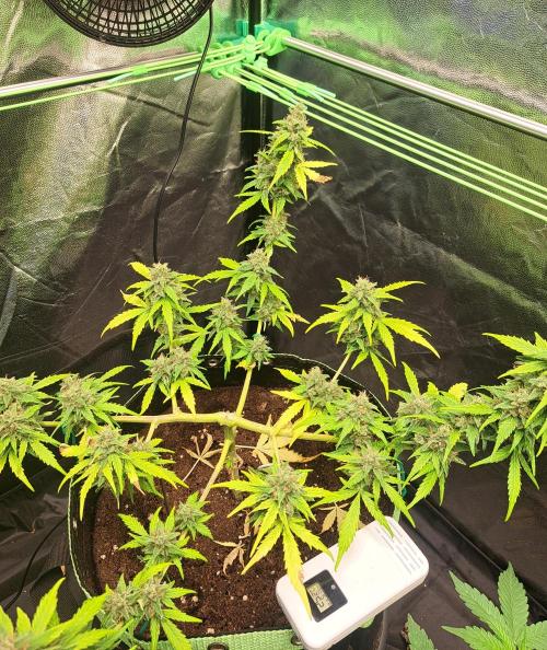 Gorilla Zkittles. Week 12