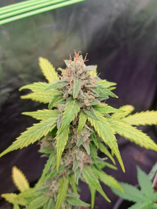 Gorilla Zkittles. Week 12