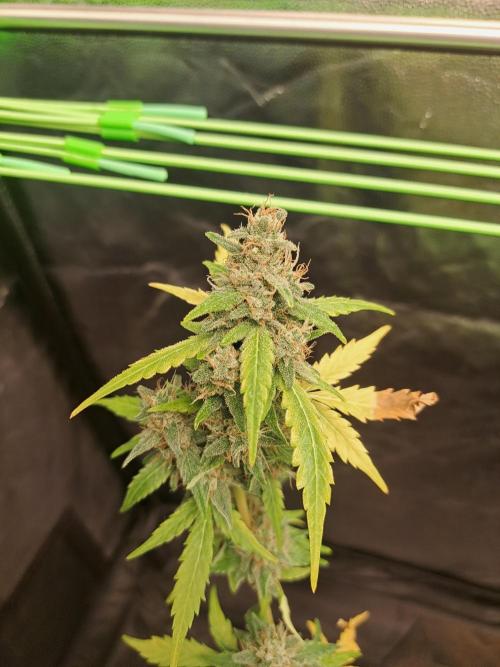 Gorilla Zkittles. Week 12