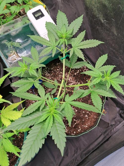 Twilight Zlush. Week 5