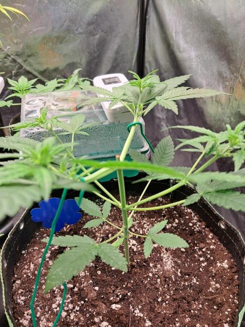 Twilight Zlush. Week 5