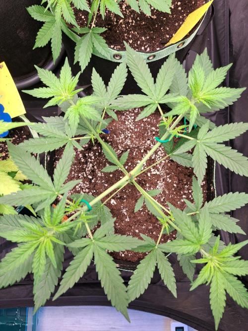 Twilight Zlush. Week 5