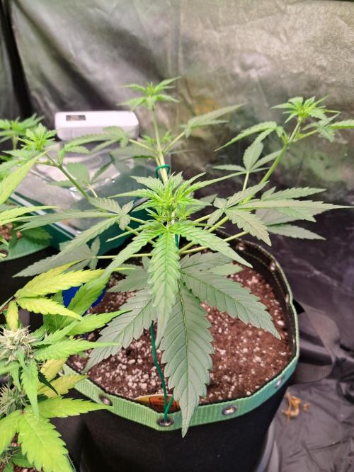 Twilight Zlush. Week 5
