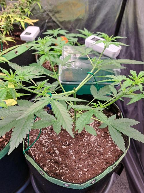 Twilight Zlush. Week 5