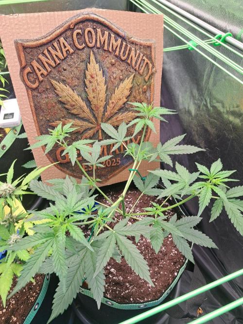 Twilight Zlush. Week 5