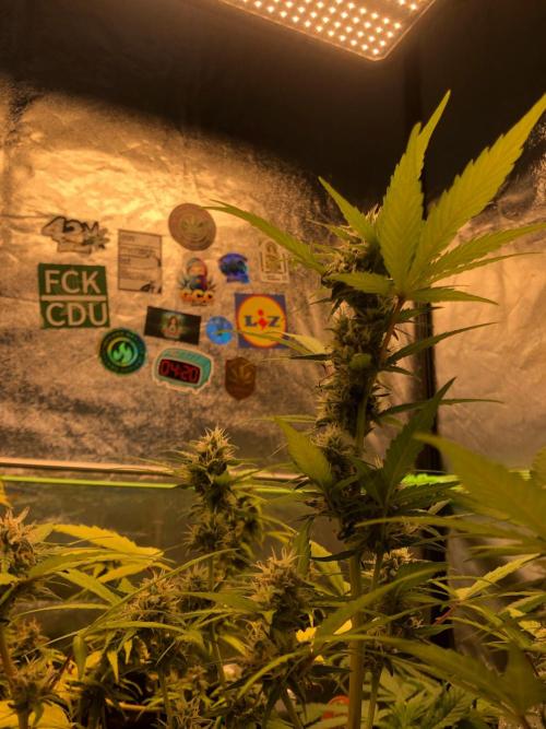 Strawberry Pie. Week 9