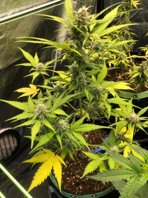 Strawberry Pie. Week 9