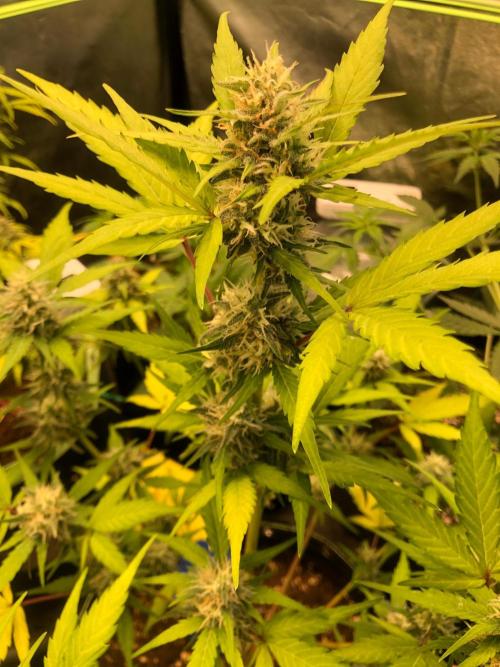 Strawberry Pie. Week 9