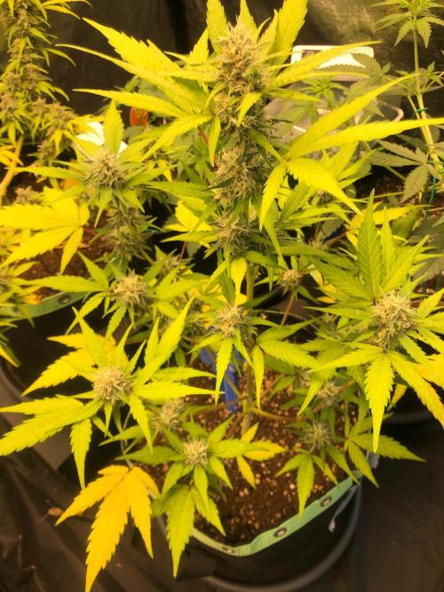 Strawberry Pie. Week 9