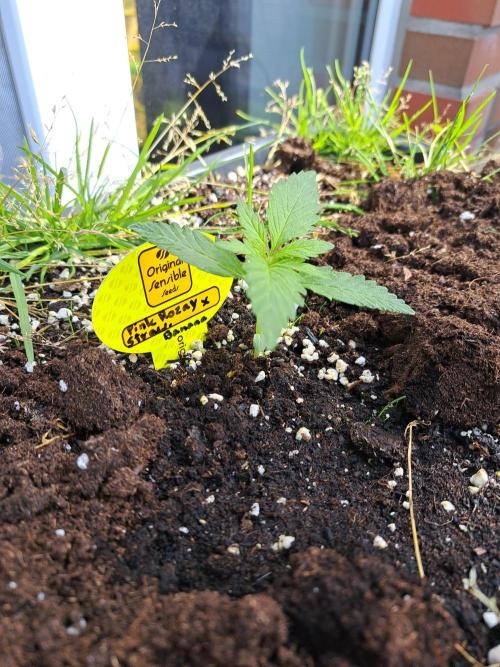Hochbeet automatic. Week 2