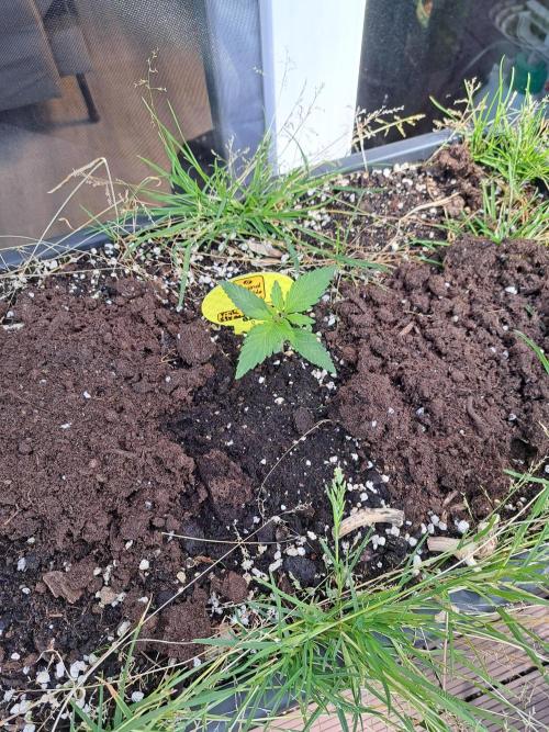 Hochbeet automatic. Week 2