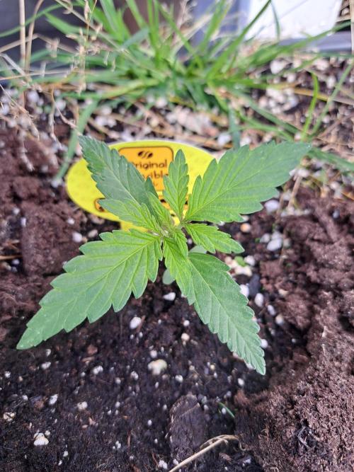 Hochbeet automatic. Week 2