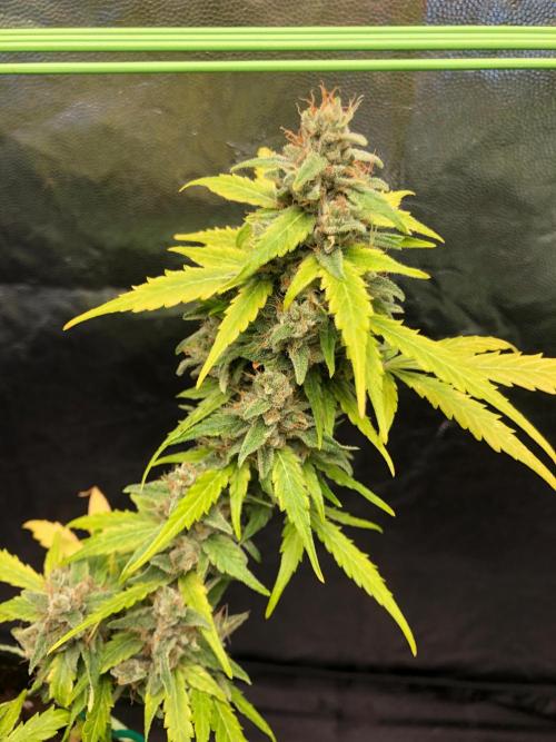Gorilla Zkittles. Week 13