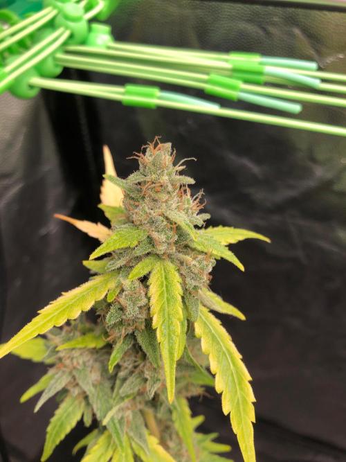 Gorilla Zkittles. Week 13