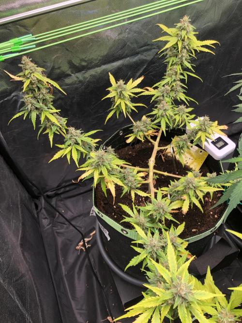 Gorilla Zkittles. Week 13