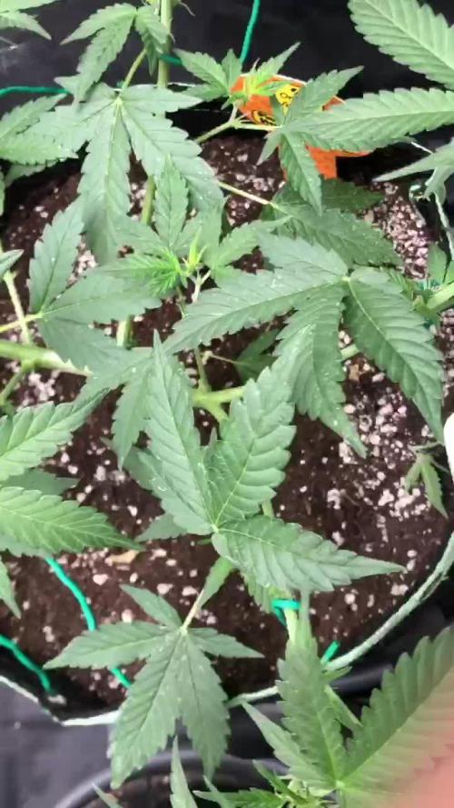 Pink Rozay x Strawberry Banana Auto. Week 6