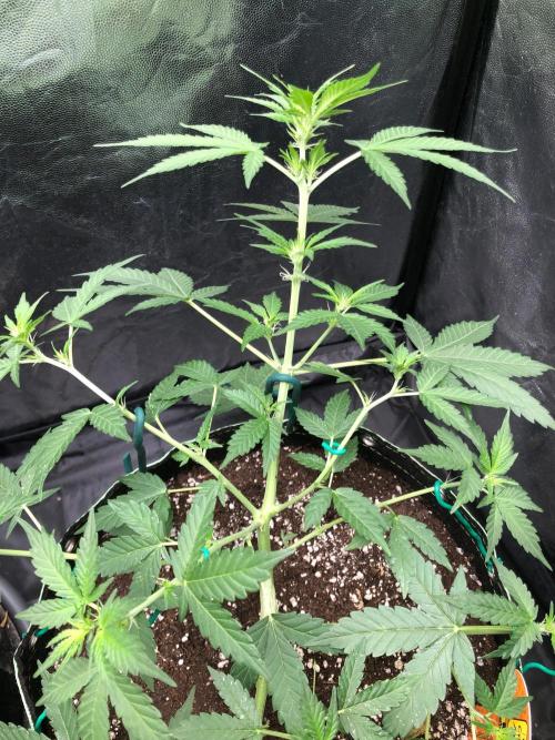 Pink Rozay x Strawberry Banana auto. Week 6