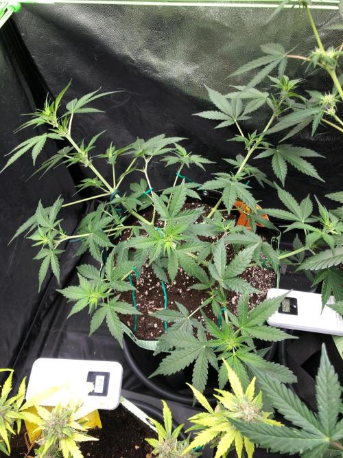 Pink Rozay x Strawberry Banana auto. Week 6