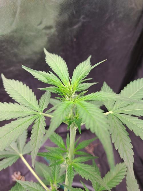 Pink Rozay x Strawberry Banana auto. Week 6